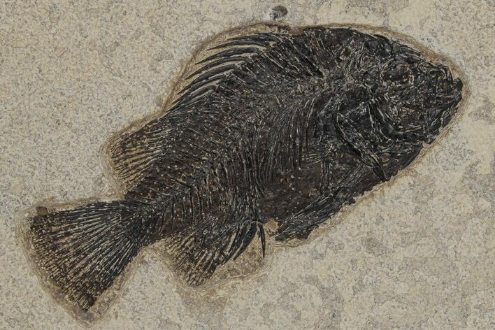 Fossil Fish (Cockerellites) - Green River Formation #211211